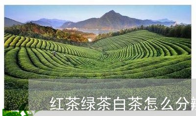 红茶绿茶白茶怎么分辨的/2023032758463