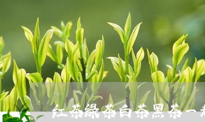 红茶绿茶白茶黑茶一起泡/2023032741603