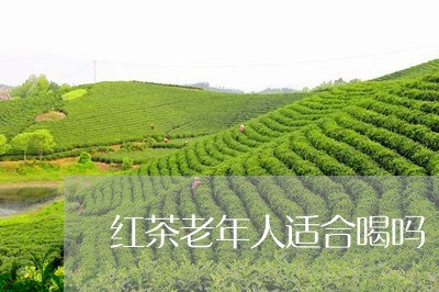 红茶老年人适合喝吗/2023041686152