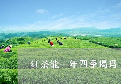 红茶能一年四季喝吗/2023041628359