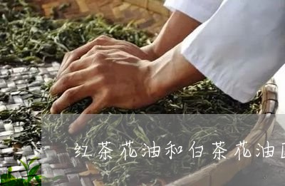 红茶花油和白茶花油区别/2023032779602