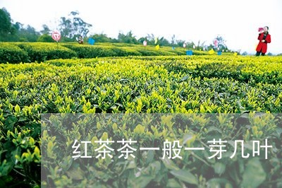 红茶茶一般一芽几叶/2023031915147