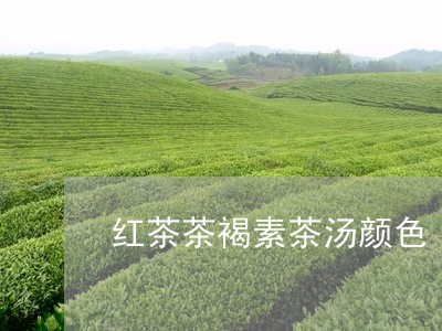 红茶茶褐素茶汤颜色/2023041496949