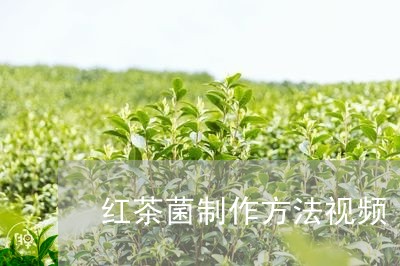 红茶菌制作方法视频/2023041438493