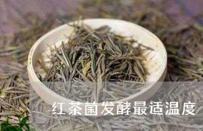 红茶菌发酵最适温度/2023031965141