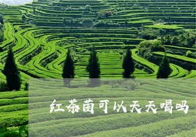 红茶菌可以天天喝吗/2023041512036