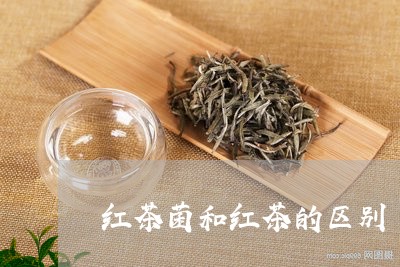 红茶菌和红茶的区别/2023032163836