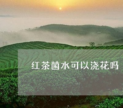 红茶菌水可以浇花吗/2023031959481