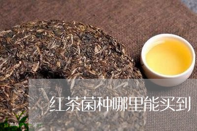 红茶菌种哪里能买到/2023031905836