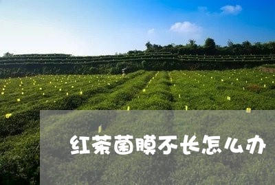 红茶菌膜不长怎么办/2023031993047