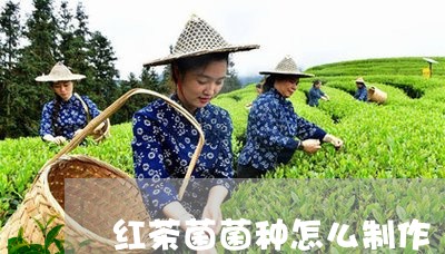 红茶菌菌种怎么制作/2023041507259