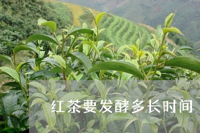 红茶要发酵多长时间/2023031850693