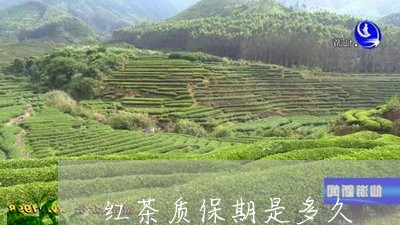 红茶质保期是多久/2023032333736