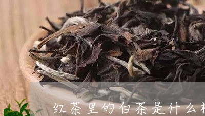 红茶里的白茶是什么样的/2023032749483