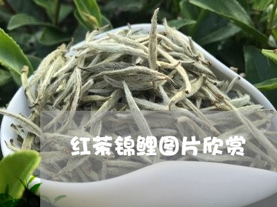 红茶锦鲤图片欣赏/2023032483837