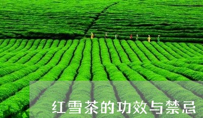 红雪茶的功效与禁忌/2023041672957