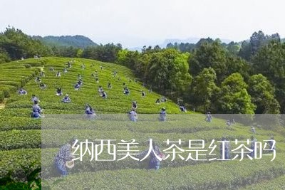 纳西美人茶是红茶吗/2023031916042