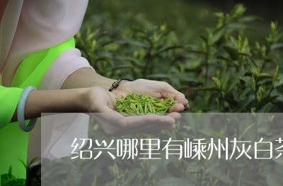 绍兴哪里有嵊州灰白茶叶/2023032780393