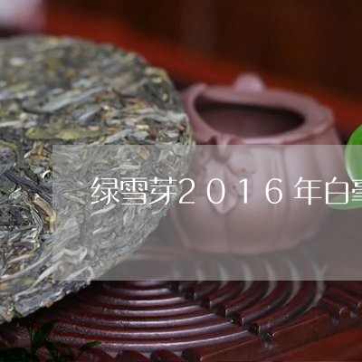 绿雪芽2016年白毫银针/2023033005150