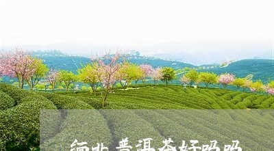 缅北普洱茶好吗吗/2023031817483