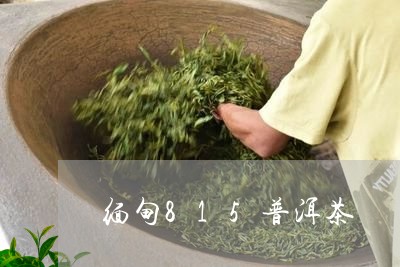 缅甸815普洱茶/2023041076971