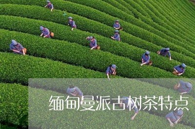 缅甸曼派古树茶特点/2023032209594