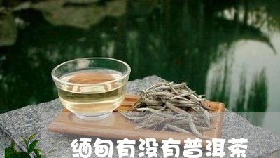 缅甸有没有普洱茶/2023040903957