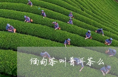 缅甸茶叫普洱茶么/2023041139482