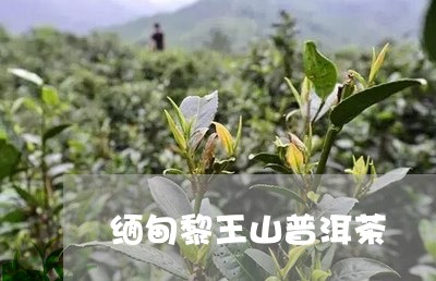 缅甸黎王山普洱茶/2023041333826