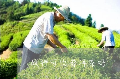 缺钾可饮普洱茶吗/2023033094958