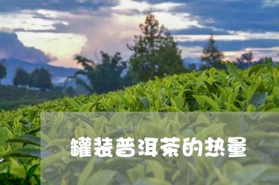 罐装普洱茶的热量/2023041075046