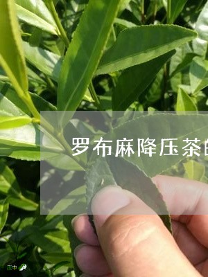 罗布麻降压茶的效果/2023032156138