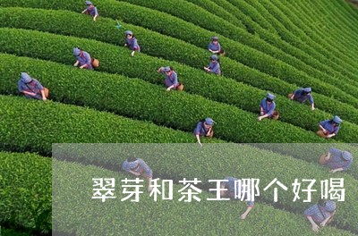 翠芽和茶王哪个好喝/2023031930473