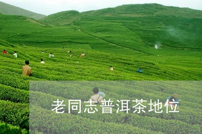 老同志普洱茶地位/2023041092816