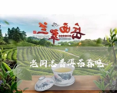 老同志普洱茶春晓/2023041005169