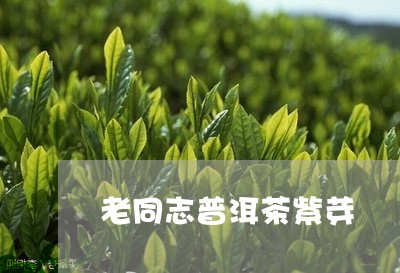 老同志普洱茶紫芽/2023041228461