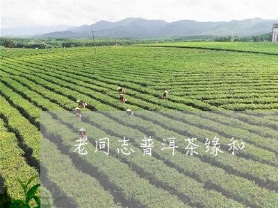 老同志普洱茶缘和/2023033007150