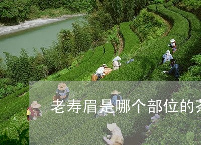 老寿眉是哪个部位的茶叶/2023032798480