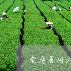 老寿眉用大红袍紫砂壶泡/2023032769514