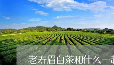 老寿眉白茶和什么一起煮/2023032705240