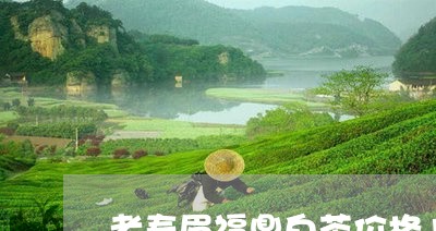 老寿眉福鼎白茶价格11年/2023033087260