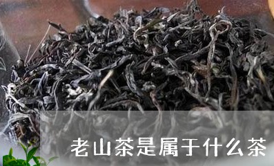 老山茶是属于什么茶/2023041692928