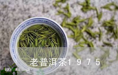 老普洱茶1975/2023041080513