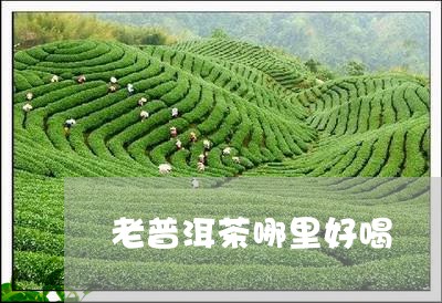 老普洱茶哪里好喝/2023031792712