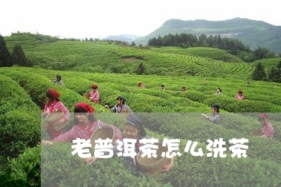 老普洱茶怎么洗茶/2023031892058