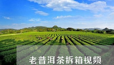 老普洱茶拆箱视频/2023031786068