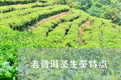 老普洱茶生茶特点/2023041197248