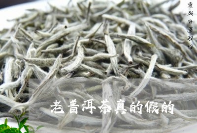 老普洱茶真的假的/2023040196268