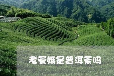 老曼娥是普洱茶吗/2023033160604