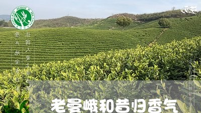 老曼峨和昔归香气/2023032386242